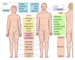 anatomie