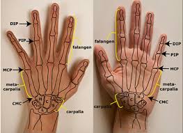 anatomie hand spieren