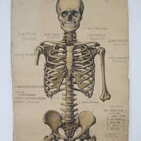 anatomische illustraties