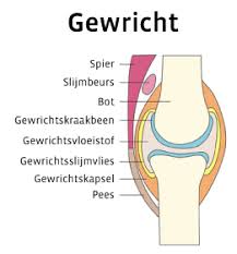 gezonde botten en gewrichten