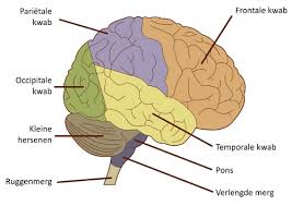 hersenen anatomie