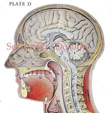 hoofd anatomie