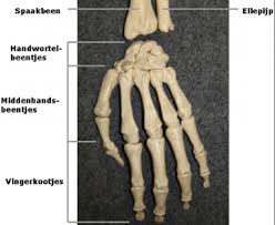 menselijke botten overzicht