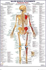 poster menselijk lichaam botten