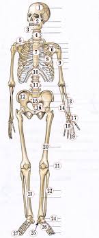 skelet anatomie