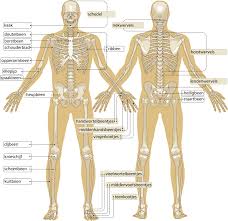 anatomie botten mens