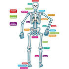 anatomie menselijk lichaam botten