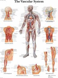 anatomie poster menselijk lichaam