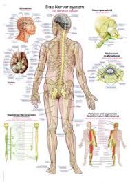 poster anatomie menselijk lichaam