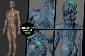 3d anatomy