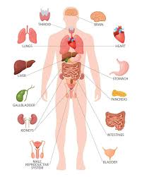 anatomie mens