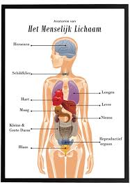 anatomie menselijk lichaam organen