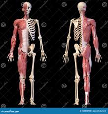 anatomie menselijk lichaam spieren