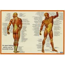 anatomie poster spieren