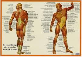 anatomie spieren menselijk lichaam