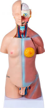 anatomisch model menselijk lichaam