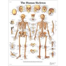 anatomische poster