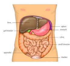 buik anatomie