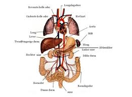 menselijke anatomie organen