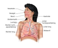 anatomie longen