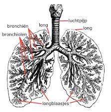 anatomie van longen