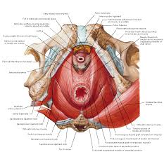 bekken anatomie