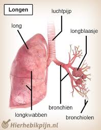 longen anatomie