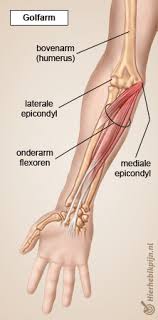 anatomie elleboog