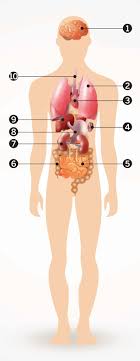 anatomie organen