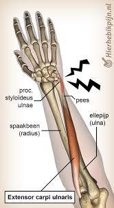 anatomie pols