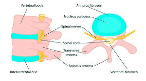 anatomie van de rug