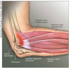 elleboog anatomie