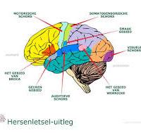 anatomie van hersenen