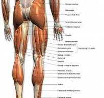 anatomie van het been