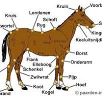 anatomie van het paard