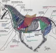 anatomie van paard