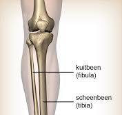 onderbeen anatomie