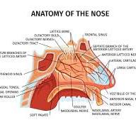 anatomie neus