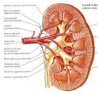 anatomie nieren