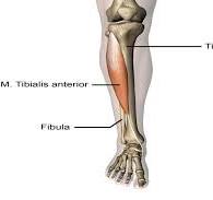 anatomie onderbeen