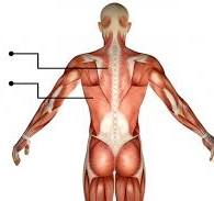 anatomie rugspieren