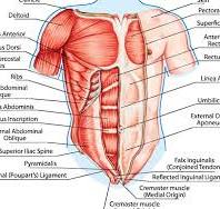 anatomie buikspieren