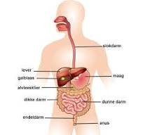 anatomie darmen