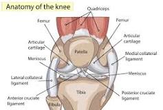 anatomie kniegewricht