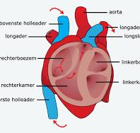hart tekening anatomie