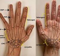 anatomie handspieren