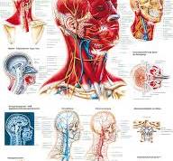 anatomie hoofd