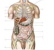 anatomie man