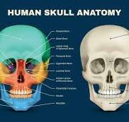 anatomie schedel