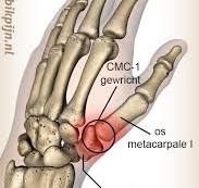 duim anatomie